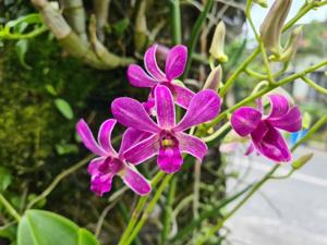 Dendrobium Godfrey Seeto