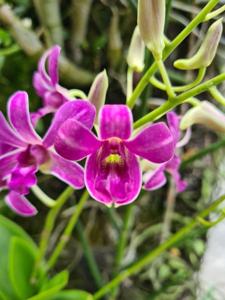 Dendrobium Godfrey Seeto