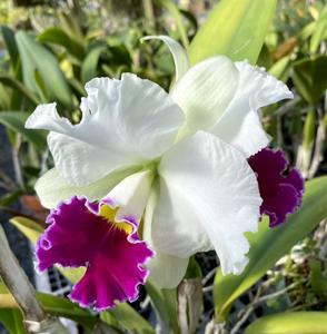 Cattleya Melody Fair