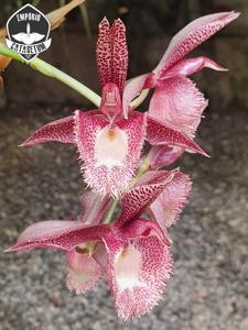 Catasetum Dona Sonia