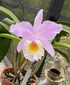 Rhyncholaeliocattleya Moon Miss