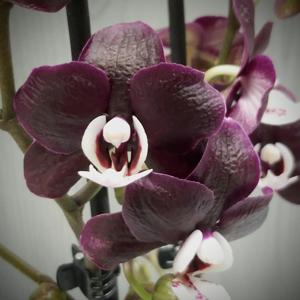 Phalaenopsis Kaoda Twinkle