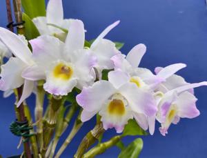 Dendrobium Spring Dream