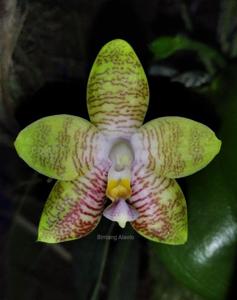 Phalaenopsis Bedford Belle