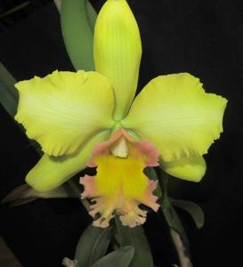 Rhyncholaeliocattleya Malworth