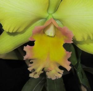 Rhyncholaeliocattleya Malworth