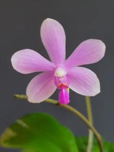 Phalaenopsis Tetrawilson