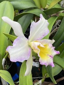 Rhyncholaeliocattleya Nacouchee