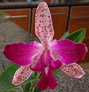 Cattleya Pedra da Gavea