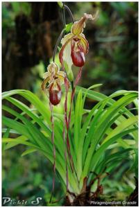 Phragmipedium Grande