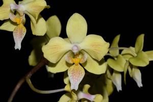 Phalaenopsis Little Dragon