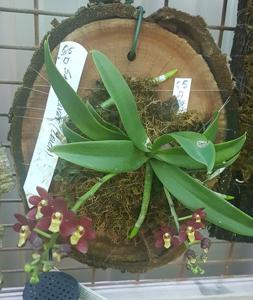 Sarcochilus Velvet