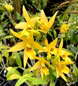 Laelianthe Meadow Gold