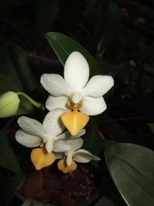 Phalaenopsis Memoria Liu Jin-Chyuan