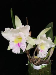 Rhyncholaeliocattleya Phuchifah