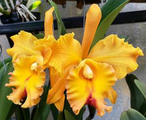 Rhyncholaeliocattleya Taiwan Good Life