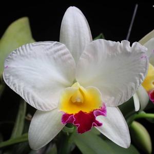 Cattleya Mini Collins