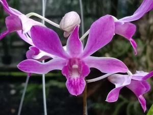 Dendrobium De Tjolomadoe