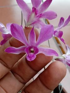 Dendrobium De Tjolomadoe