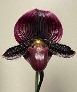 Paphiopedilum Brunello