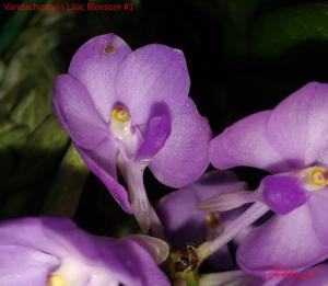 Vandachostylis Lilac Blossom