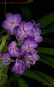 Vandachostylis Lilac Blossom