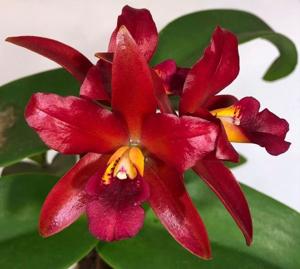 Cattlianthe Exotic Ruby Chocolate