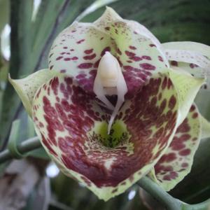 Catasetum Bound for Glory