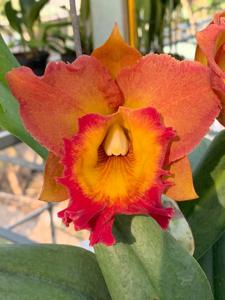 Rhyncholaeliocattleya Dinh Thuy Yen