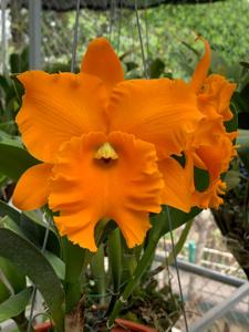 Rhyncholaeliocattleya Memoria Srivilas Gold