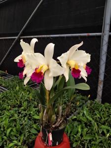 <i>Rhyncholaeliocattleya</i> Shiang-Chuen Ethylene