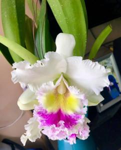 Cattleya Madame Edith Bongo