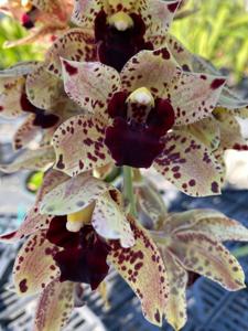 Cymbidium Dance Time