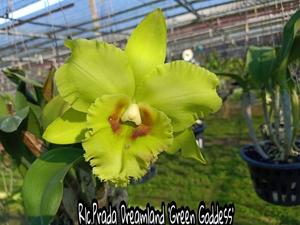 Rhyncholaeliocattleya Prada Dreamland