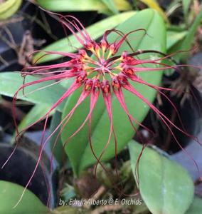 Bulbophyllum Captain Rod