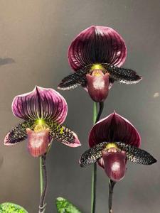 Paphiopedilum Brunello