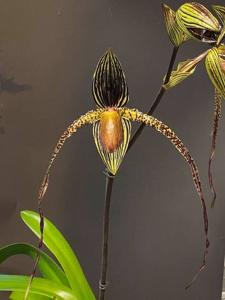 Paphiopedilum Shin-Yi's Pride