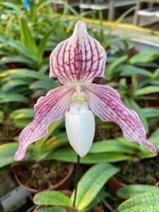 Paphiopedilum Little Pink Viper