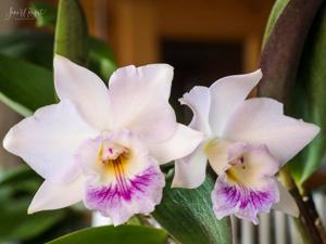 Cattleya Intermedorii