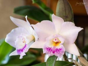 Cattleya Intermedorii