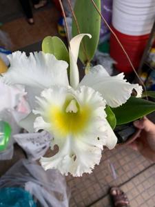 Rhyncholaeliocattleya Elizabeth Hearn