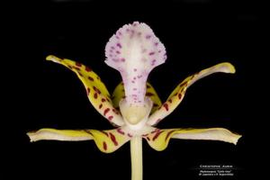 Phalaenopsis Little One