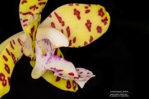 Phalaenopsis Little One