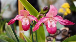 Phragmipedium Memoria Estelle Getty