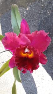 Rhyncholaeliocattleya Chialin Ruby