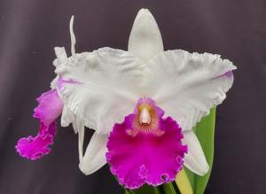 Cattleya Chang's Jade