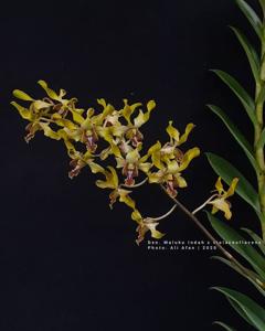 Dendrobium Karimun Berazam