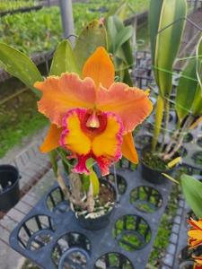 Rhyncholaeliocattleya Chief Emperor-Apricot Flare