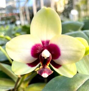 Phalaenopsis Nobby's Shadowy