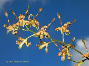 Dendrobium Chocolate Antlers